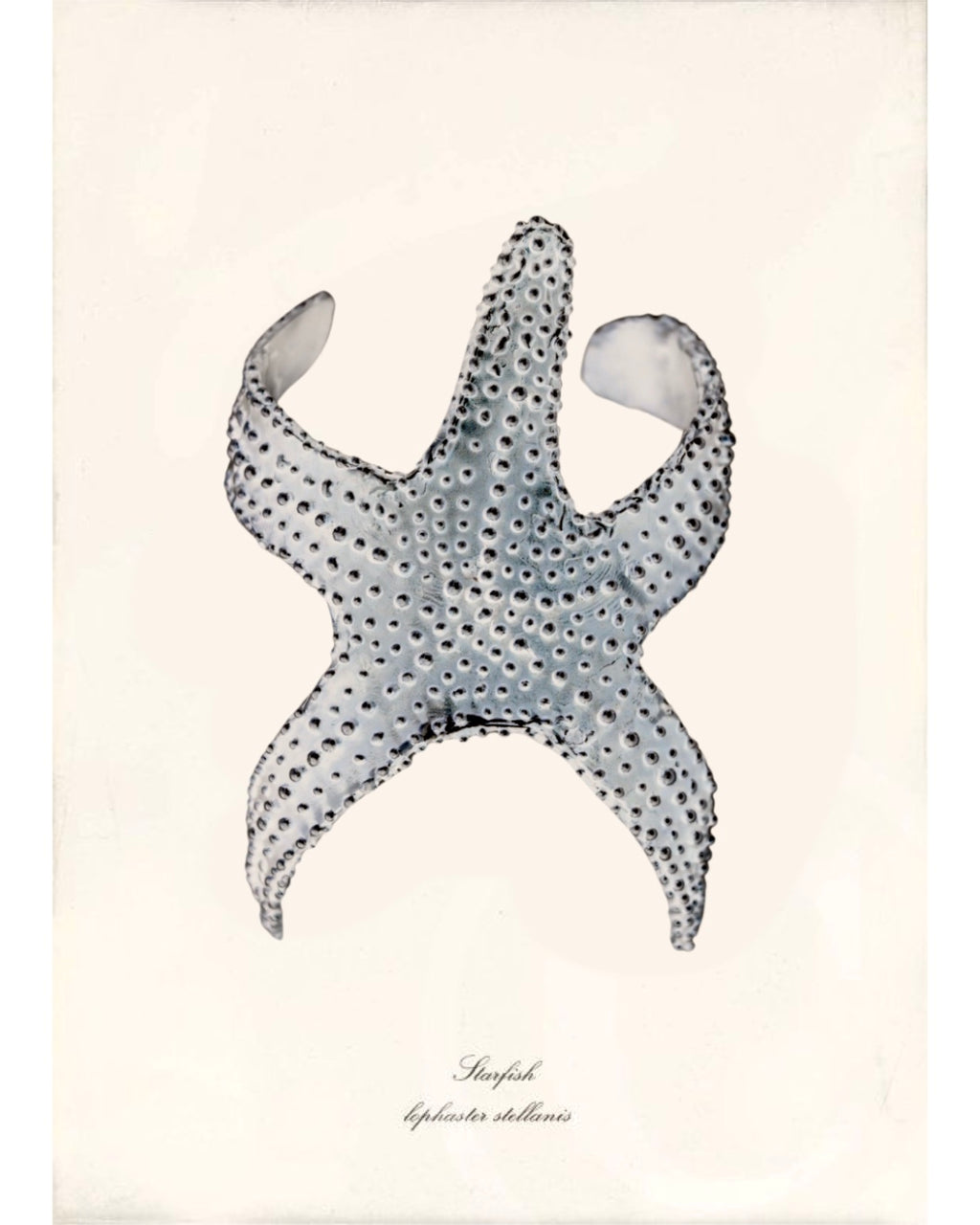 Étoile Cuff